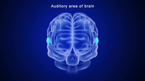 Auditory area of brain 3d rendered  video clip