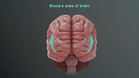 Broca's area of brain 3d rendered video clip