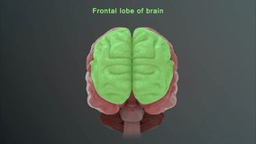 Frontal Lobe of Brain 3d rendered video clip