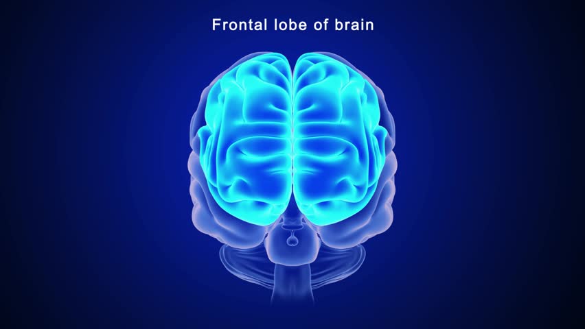 Frontal lobe of brain 3d rendered video clip