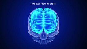 Frontal lobe of brain 3d rendered video clip - Powered by Shutterstock - Get 15% off with code: PIKWIZARD15