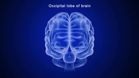 Occipital lobe of brain 3d rendered video clip