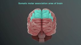 Somatic motar association area of brain 3d rendered video clip