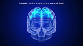 Somatic motor association area of brain 3d rendered video clip