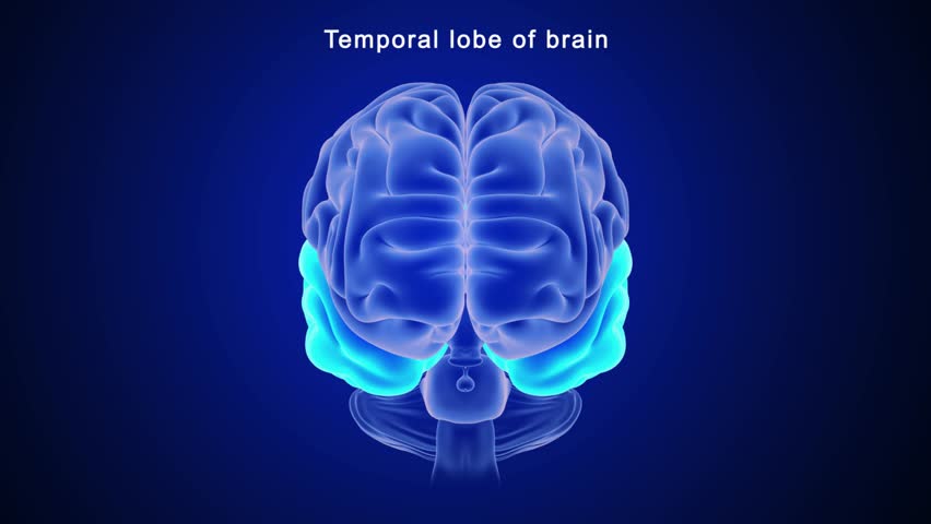 Temporal lobe of brain 3d rendered video clip