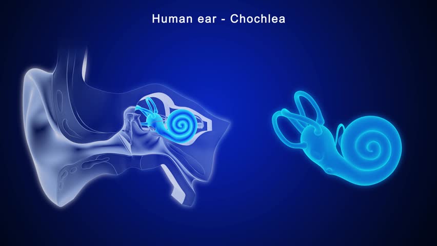Human inner ear anatomy (Cochlea) 3d rendered video clip