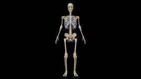 Total ribcage bones in human skeletal system 3d rendered video clip