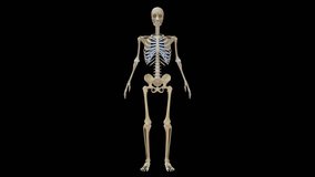 Upper limb bones in human body 3d rendered video clip