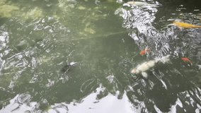 Close up koi fishes with various colors swimming in fish pond water environment isolated on horizontal ratio video. Big fish aquatic animal pet.