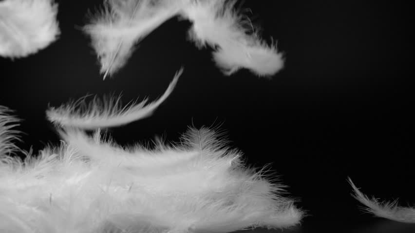 Slow motion of white fluffy feathers falling and flying over black background