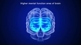 Higher Mental Function area of Brain 3d rendered video clip
