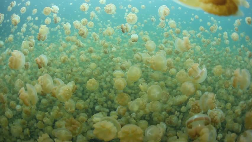 Millions of endemic jellyfish (Mastigias papua etpisonii) exist in an isolated