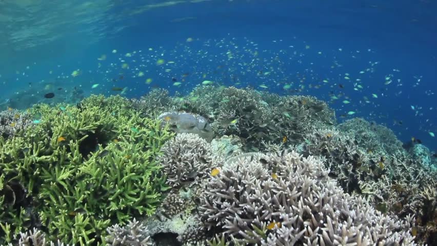 A healthy and diverse coral reef grows in Raja Ampat, Indonesia.  This area is
