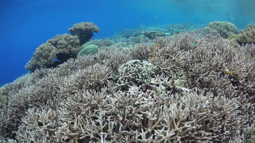 A healthy and diverse coral reef grows in Raja Ampat, Indonesia.  This area is