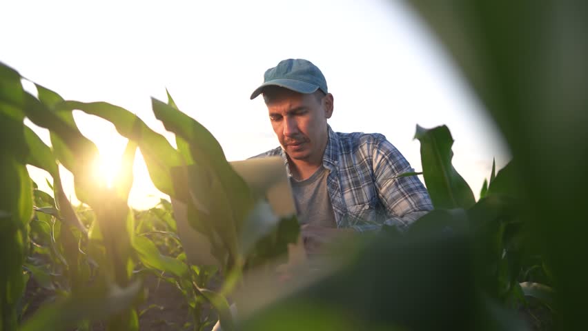 corn agriculture. farmer working in corn field with laptop. agriculture maize business concept. farmer with laptop studying green corn sprouts. man scientist worker lifestyle studying corn sprouts Royalty-Free Stock Footage #3458768791