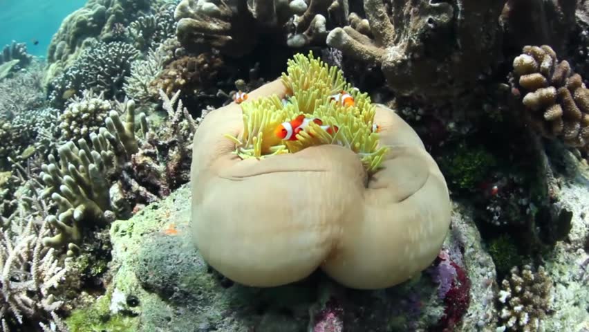 False clownfish (Amphiprion ocellaris) snuggle into the tentacles of their host