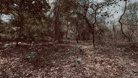 Forest Exploration Nature Walk Dry Trees Dry Leaves Vivid Evening | Sunny Hot Day in Forest | Mystery Suspense Walk in the Woods | Wilderness. Landscape Forest Video | Forest Jungle Trekking Trails
