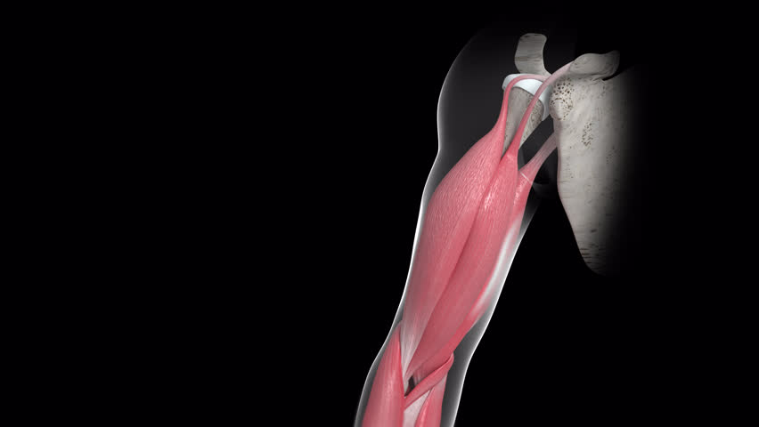 This 3d animation shows a movement of the biceps brachii muscle