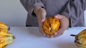 Cut in half fresh yellow ripe cacao pods reveals cacao beans, slide cacao fruit in hand. 4k video