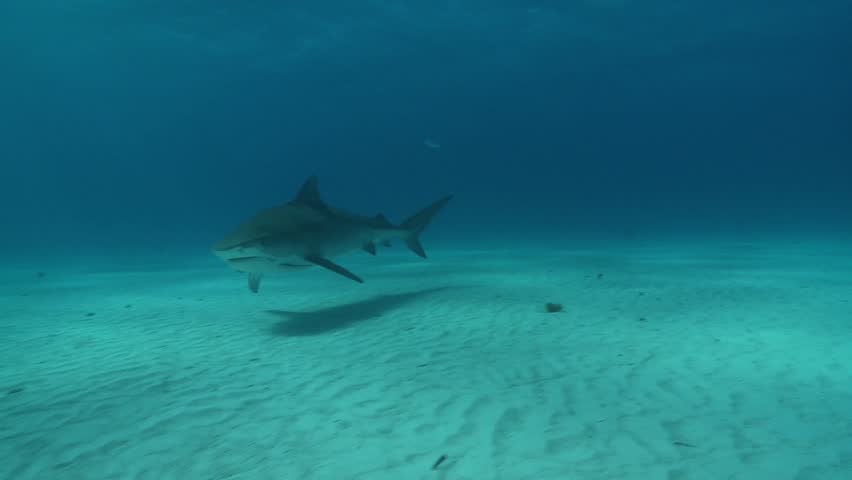 A tiger shark approaches the camera and passes by closely, revealing a hook embedded in the corner of its mouth This footage powerfully showcases the impact of fishing gear on marine predators.