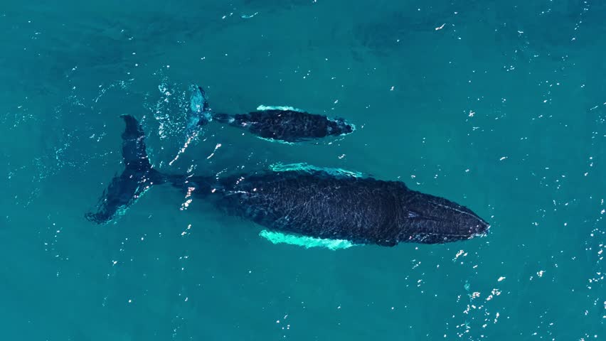 Top down birds'-eye view of humpback whale mom and calf pair swimming together Royalty-Free Stock Footage #3458914583