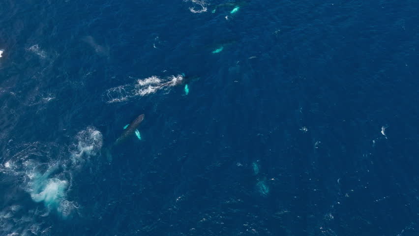 Overhead aerial view of humpback whale breaching among group of rorquals, Samana Royalty-Free Stock Footage #3458914783