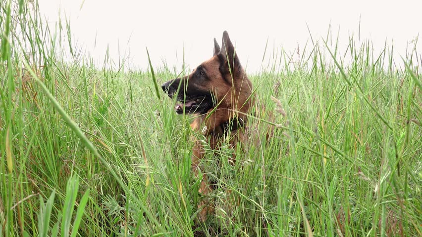 Purebred German Shepherd Dog Resting in Grass Near the Field. Spring Mood with Domestic Animal Playing Outdoors and Staring to the Camera