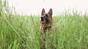 Purebred German Shepherd Dog Resting in Grass Near the Field. Spring Mood with Domestic Animal Playing Outdoors and Staring to the Camera - Powered by Shutterstock - Get 15% off with code: PIKWIZARD15