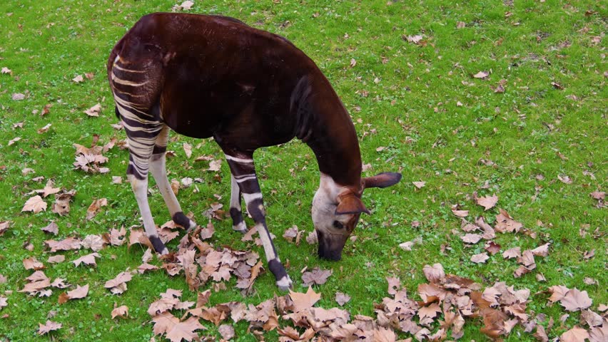 The okapi close-up view. The animal eats grass