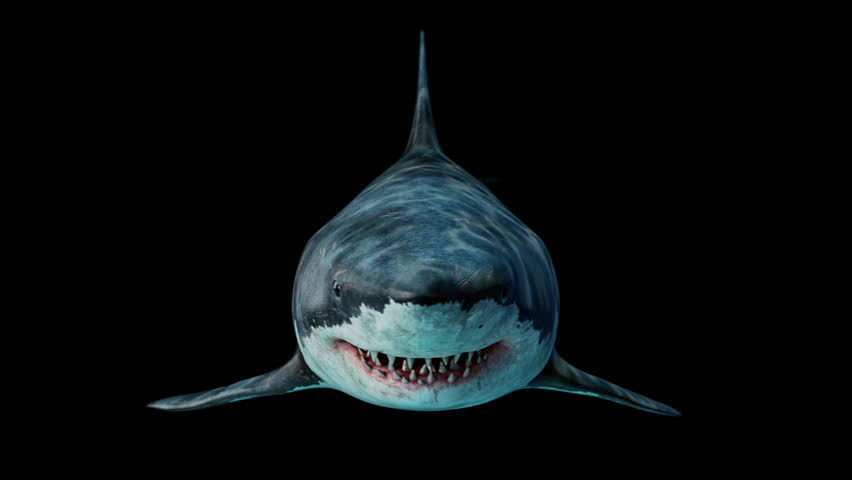 Close-up of a scary great white shark swimming underwater front view seamless loop animation. Megalodon is the Most predator shark in the ocean. alpha channel include on 4k res