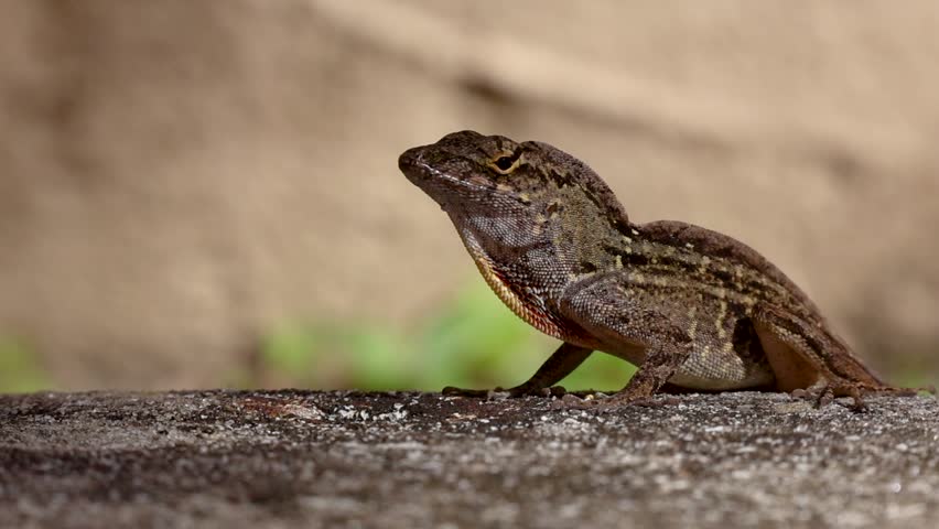 Slow-motion close-up of a Brown Anole Lizard inflating its dewlap