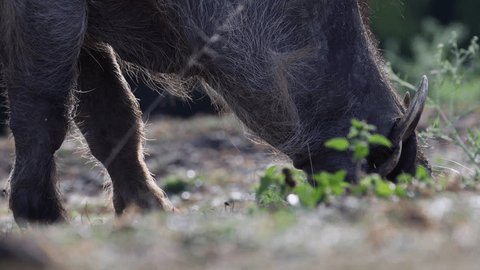 Zoom in on warthog eating grass in Uganda, Africa. Stockvideó