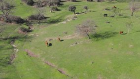 flight in an area of ​​green wooded pastures some without leaves with a scattered group of cows of different colors grazing on a winter morning in Avila Spain the video is in slow motion
