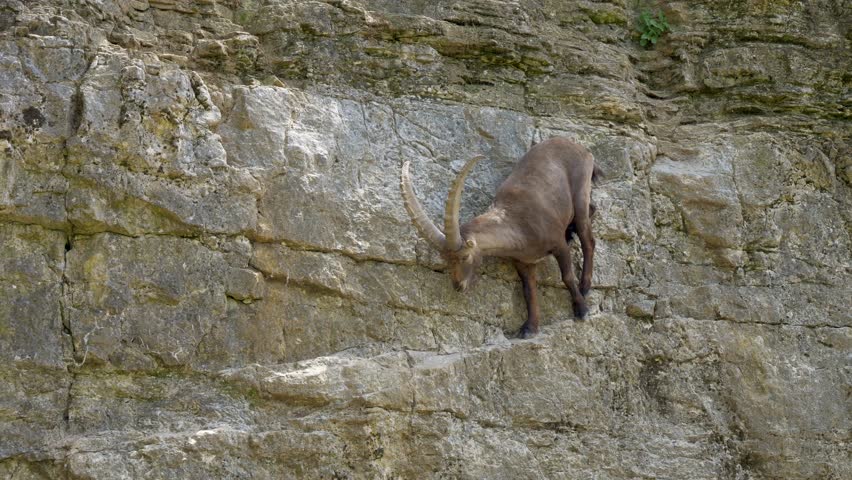 Cute Male Young Capra Ibex jumping downhill on rocky cliff in sunlight. Slow motion tracking shot.