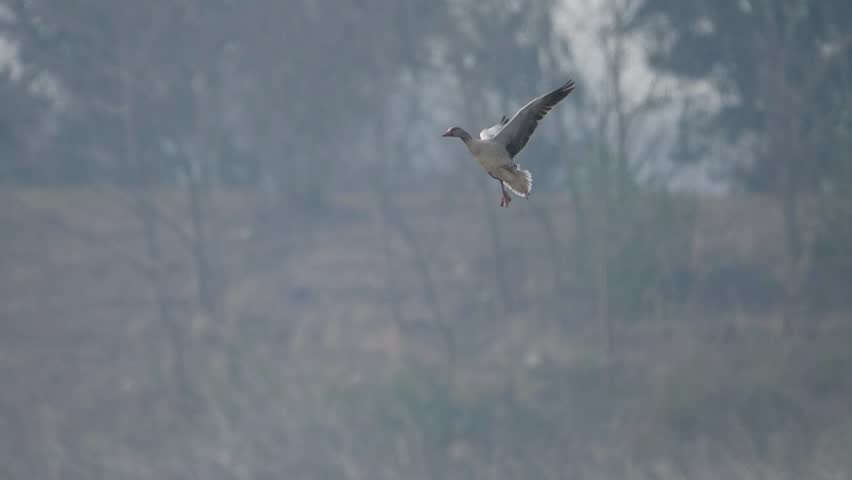 Greylag goose (Anser anser) landing in flock of Geese in Wheat field