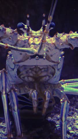 Spiny lobsters, also known as langouste or rock lobsters are a family (Palinuridae), Aquarium, USA 