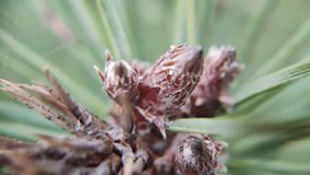 pine cones macro video. macro pine needles. Pollen flies from flowering inflorescences of a pine in the rays of the sun, slow motion video. Pollination of gymnosperms with the help of wind.