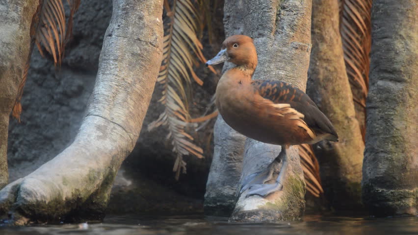 Duck in the shore of a lake