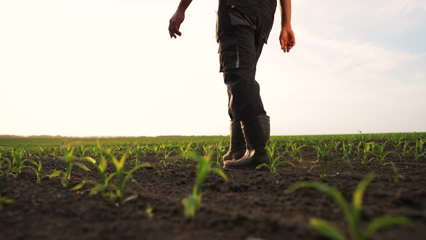 Agriculture.Farmer steps on fertile soil in cornfield.Farmer in cornfield at sunset.Agriculture concept.Farmer in rubber boots on eco crop corn plantation.Corn sprouts in soil.Drought in corn field Royalty-Free Stock Footage #3459076703