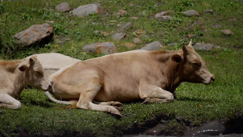 Two cows laying down in a grassy field