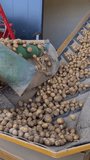 Harvesting a good potato harvest. Sorting potatoes. Large ripe potatoes fall and move along the conveyor. Slow motion.