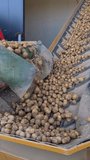 Harvesting a good potato harvest. Sorting potatoes. Large ripe potatoes fall and move along the conveyor. Slow motion.
