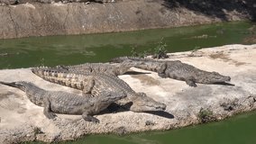 HD high quality video footage of water dam with crocodiles with trees surroundings in Stellenbosch area of Western Cape near Cape Town, South Africa on sunny summer morning