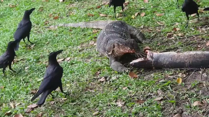 A very large water monitor, eating a big catfish. With a lot of crows try to steal some meat