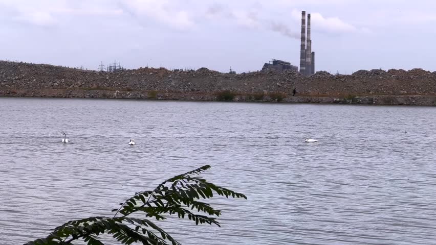 swans in a gray dirty pond against the backdrop of industrial pipes of a factory