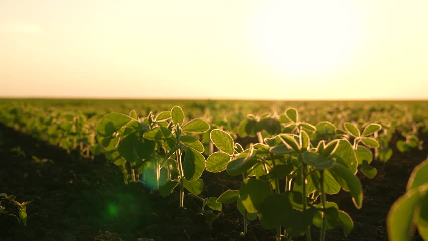 young row farm, fresh sprout field, soil with compost, business industry, above engineer's touch, grain development, farm work, produce legumes. soybeans field sunset. young fresh green sprouts at Royalty-Free Stock Footage #3459228593