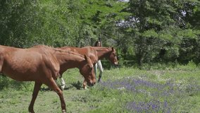 young latin woman who owns horses, records them with a cell phone while in the paradise countryside for her social networks
