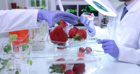 Team of Scientists Examining Strawberry Fruits Microscopic Tests in Laboratory