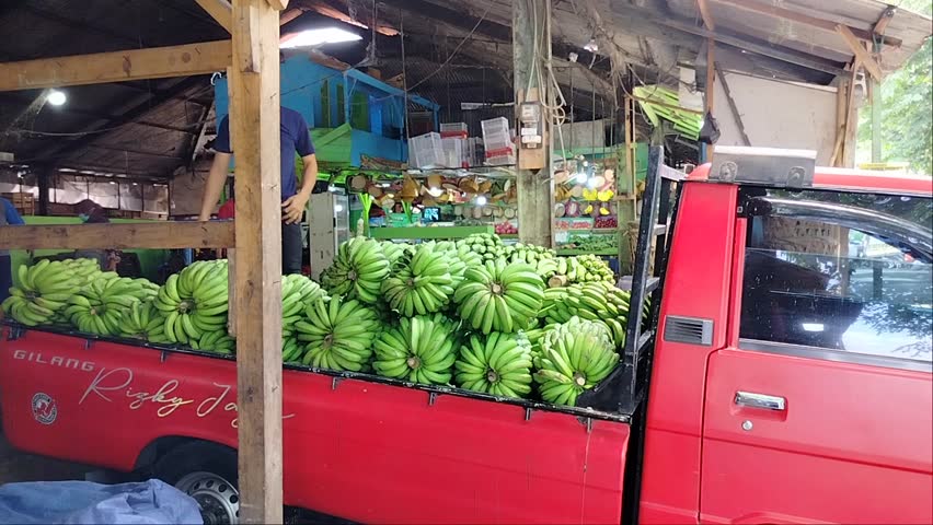 Bandung, March 17, 2024:An employee of a banana trader at the Gede Bage Main Market in Bandung arranges raw bananas on a transport vehicle.