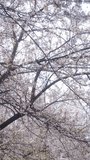Tree flowers in bloom in spring in slow motion camera rotation